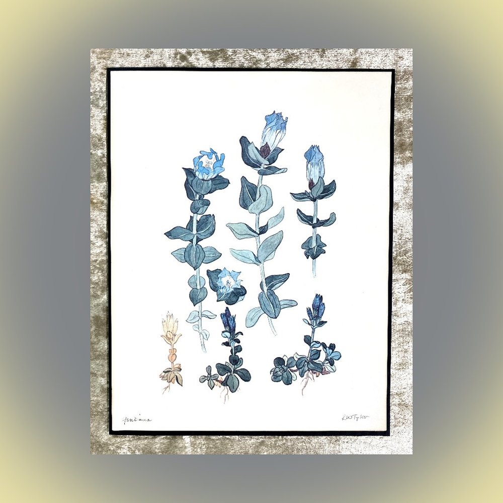 “Gontiana” Richard W “Toby” Tyler Signed Vintage Botanical Print